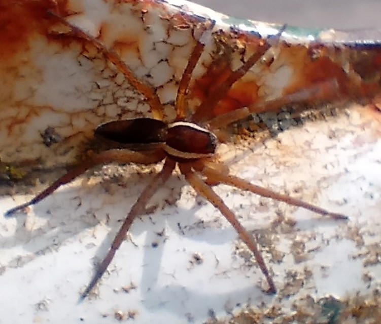 Dolomedes plantarius/fimbriatus
