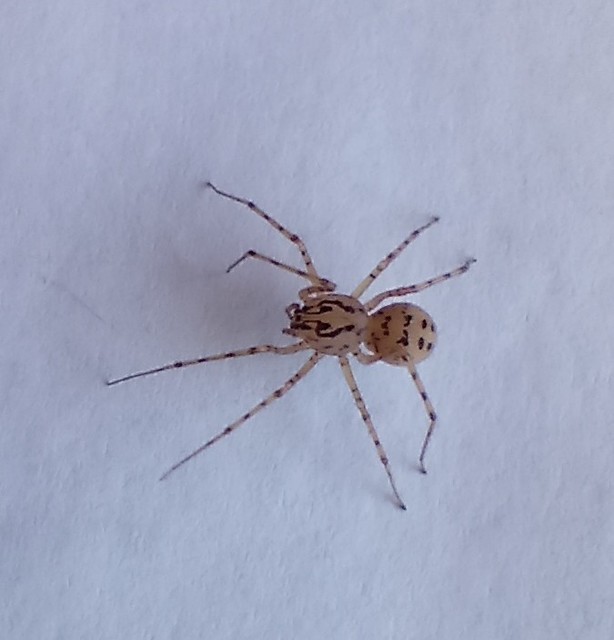 Scytodidae - csupaszpókok