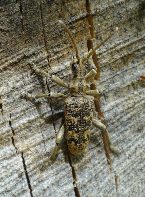 Rhagium sycophanta - tölgyes-tövisescincér