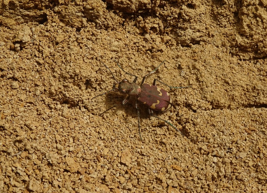 Cicindela sylvicola - erdei homokfutrinka