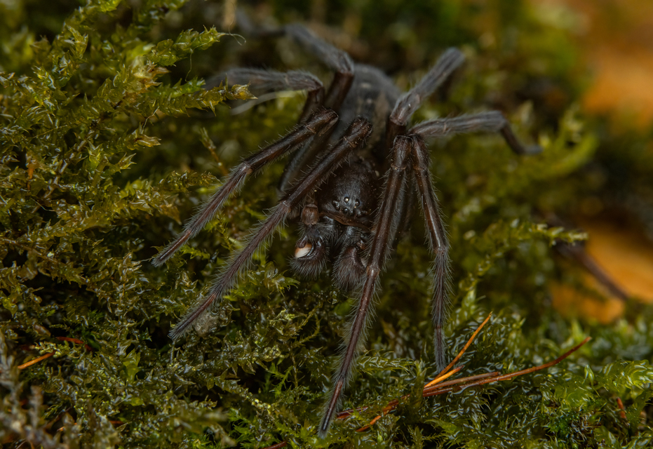 Amaurobius ferox - nagy eretnekpók