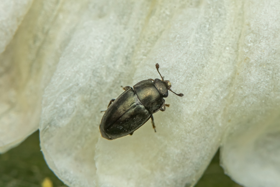 Meligethinae