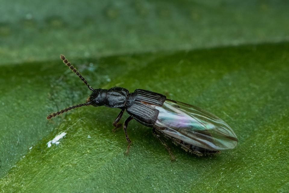 Coprophilus striatulus - közönséges peceholyva