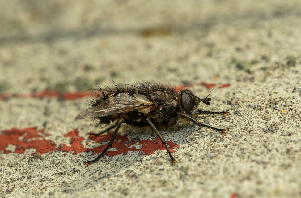 Ernestia puparum