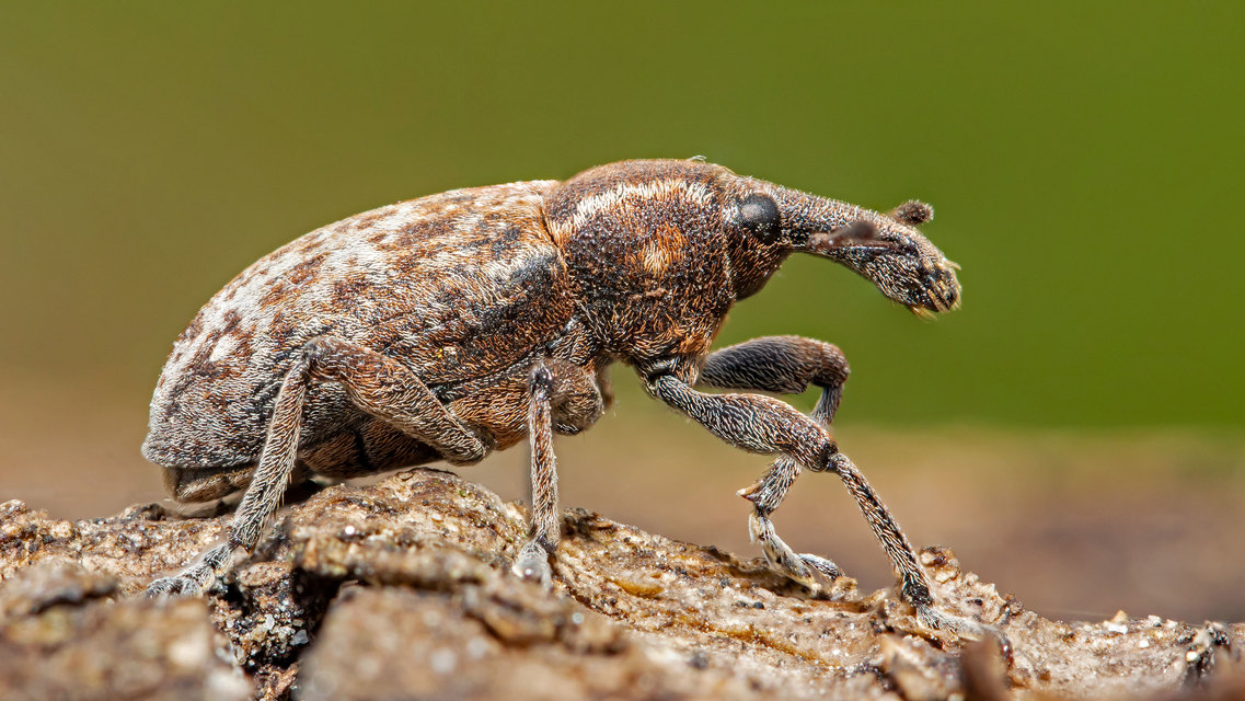 Lepyrus capucinus - pettyes fűzormányos