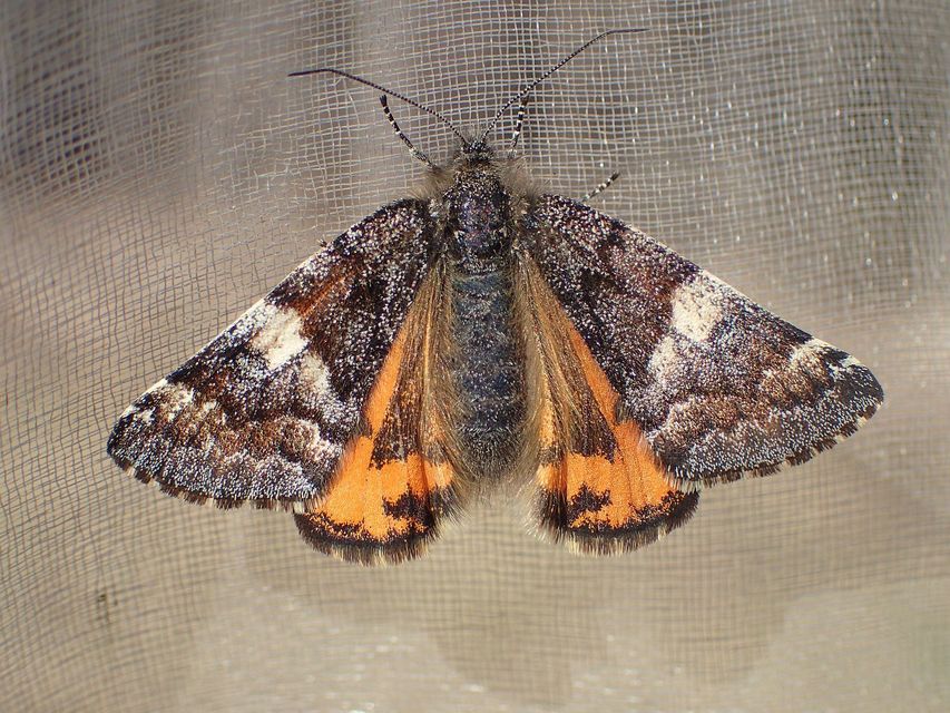 Archiearis parthenias - nagy nappaliaraszoló