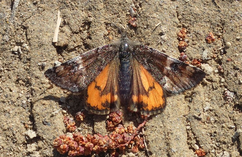 Archiearis parthenias - nagy nappaliaraszoló