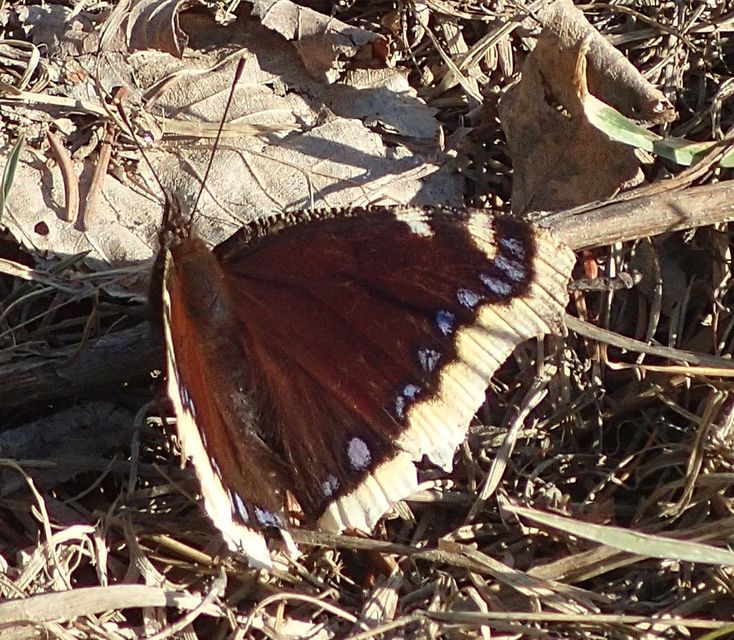 Nymphalis antiopa - gyászlepke