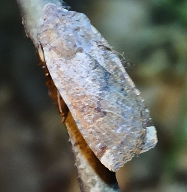 Conistra veronicae - veronika-őszibagoly