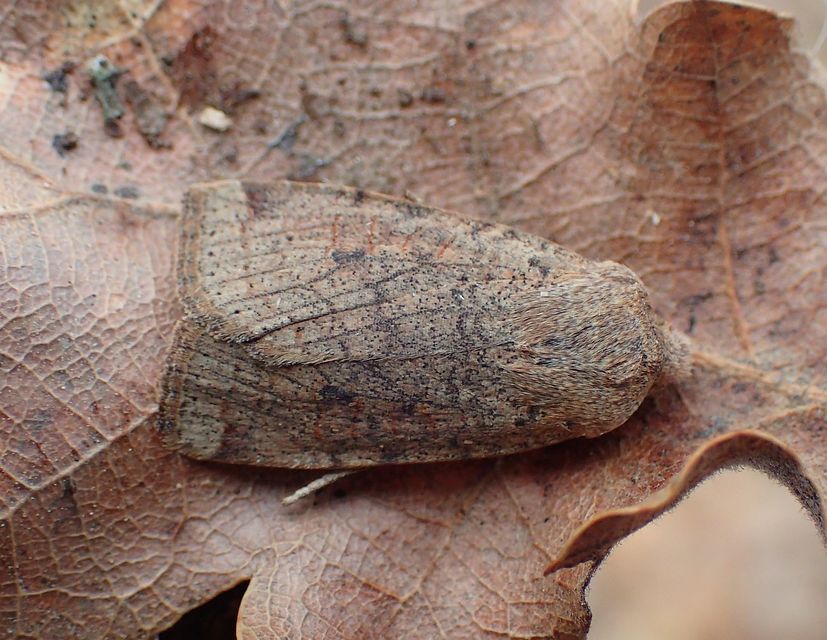 Conistra veronicae - veronika-őszibagoly