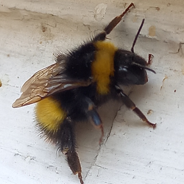 Bombus haematurus - mediterrán poszméh