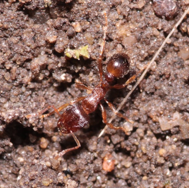 Tetramorium