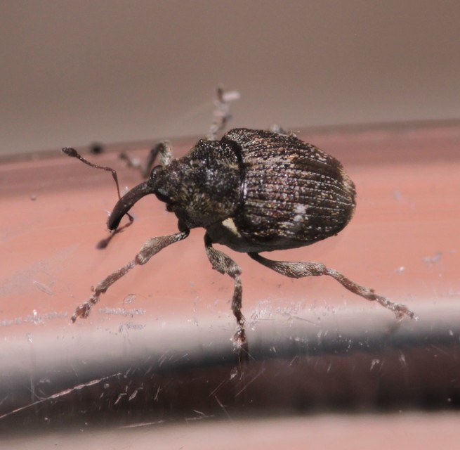 Nedyus quadrimaculatus - közönséges csalánormányos