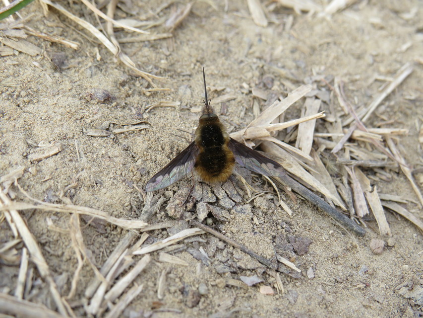 Bombylius major - szegélyes pöszörlégy