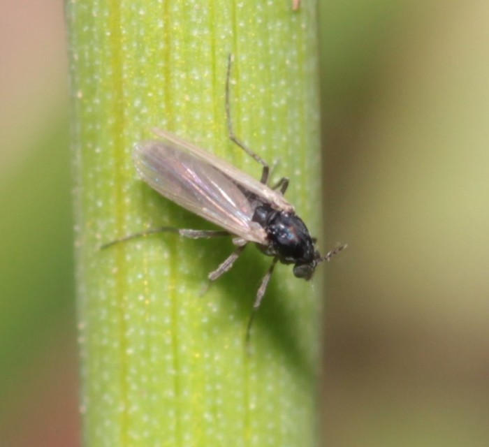 Chironomidae - árvaszúnyogok