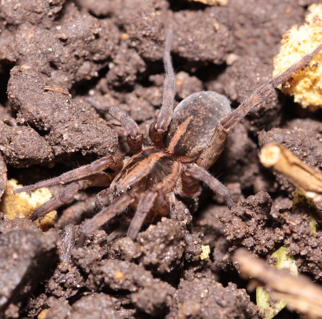 Trochosa