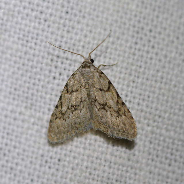 Nola cicatricalis - szürke pamacsosszövő