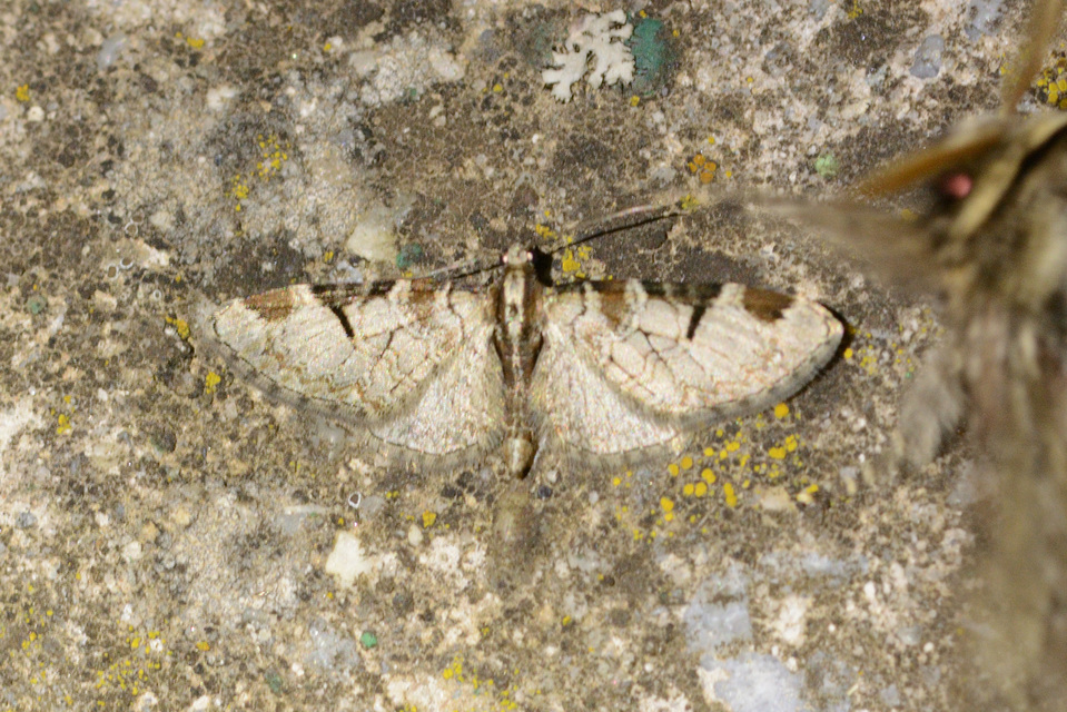 Eupithecia insigniata - hálózatos törpearaszoló