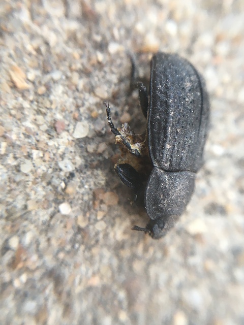 Opatrum sabulosum - sároshátú gyászbogár