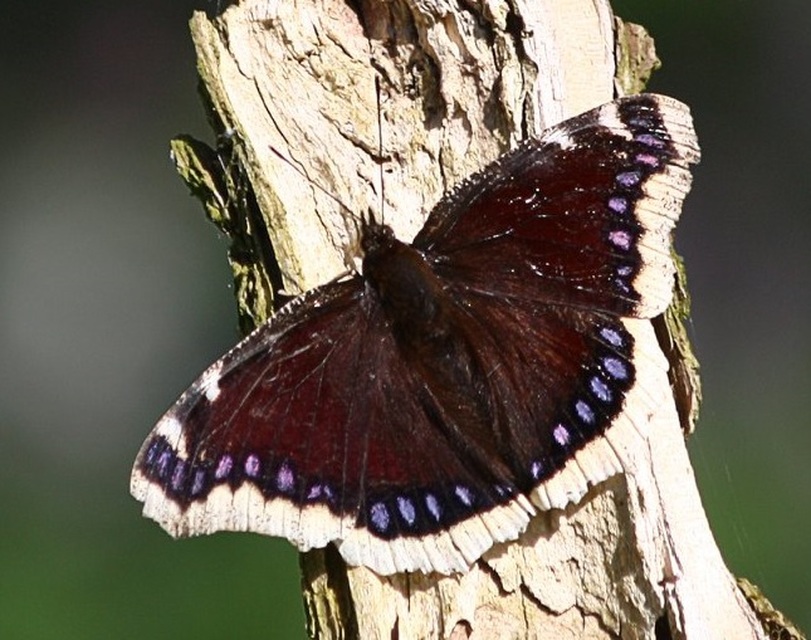 Nymphalis antiopa - gyászlepke