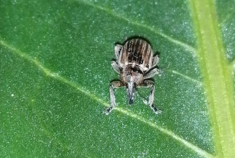 Hypera striata - sávos pikkelyesormányos