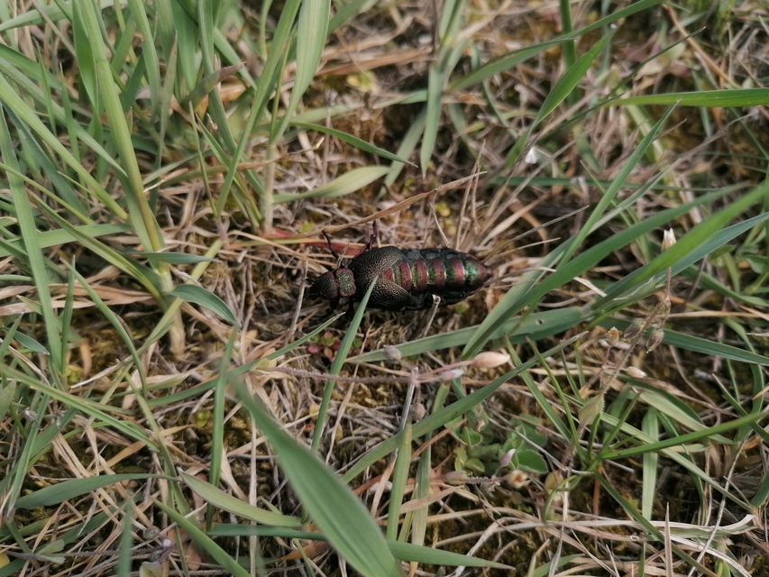 Meloe variegatus - pompás nünüke