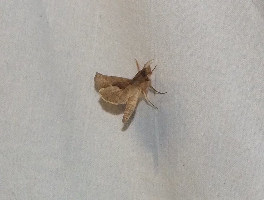 Calyptra thalictri - öblösszárnyú bagoly