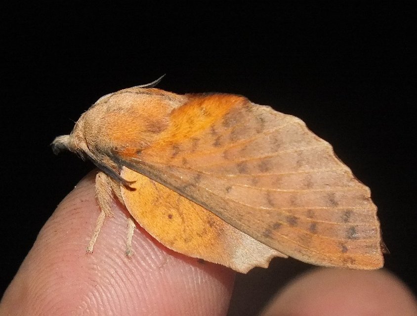 Gastropacha populifolia - sárga pohók