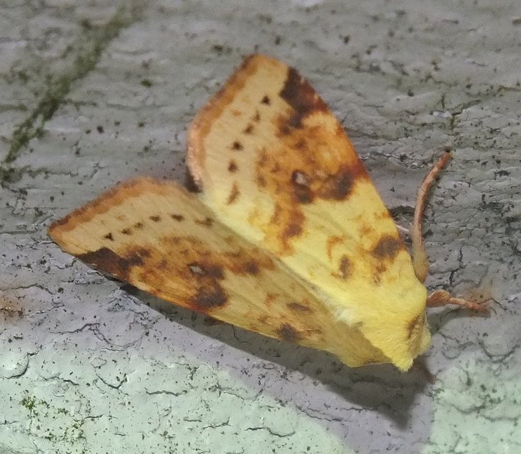 Cirrhia icteritia - nyárfa-sárgabagoly