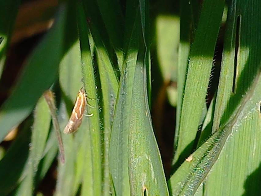 Phyllonorycter