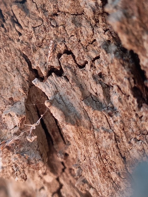 Phyllonorycter comparella - fehérnyár-sátorosmoly