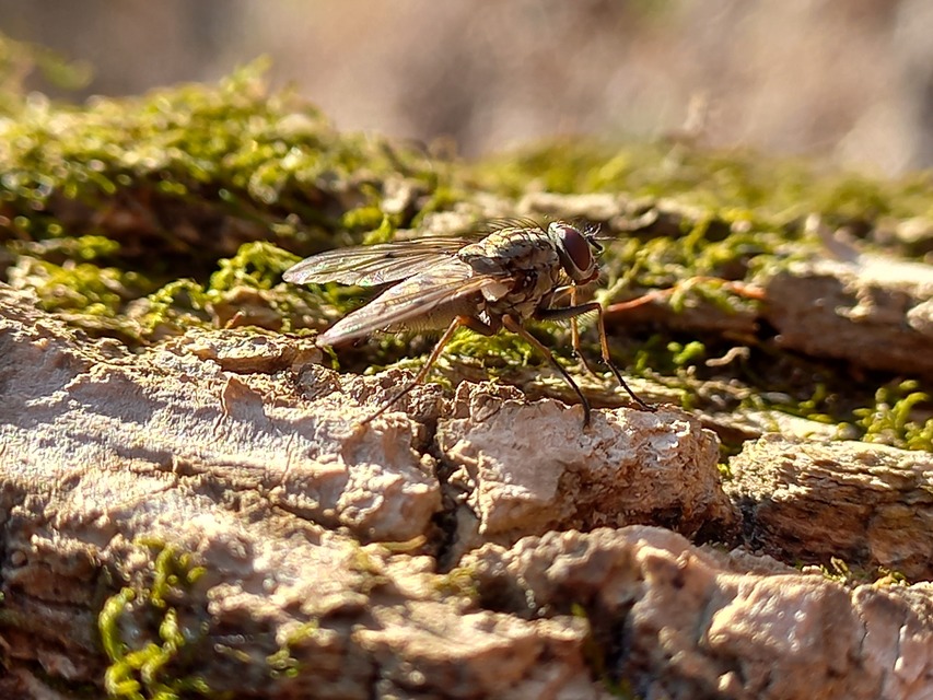 Muscidae - igazi legyek