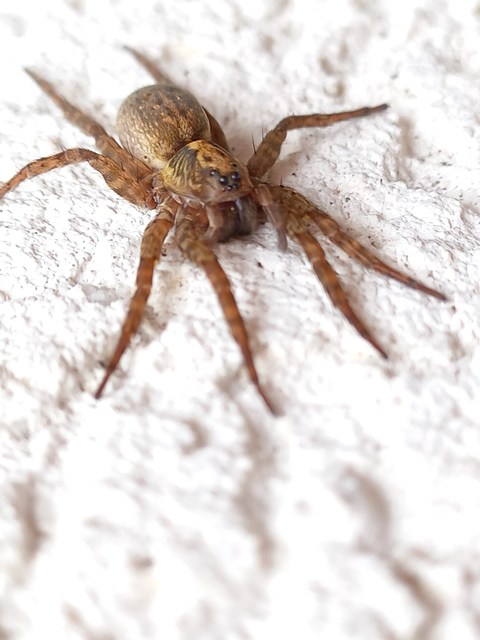 Trochosa