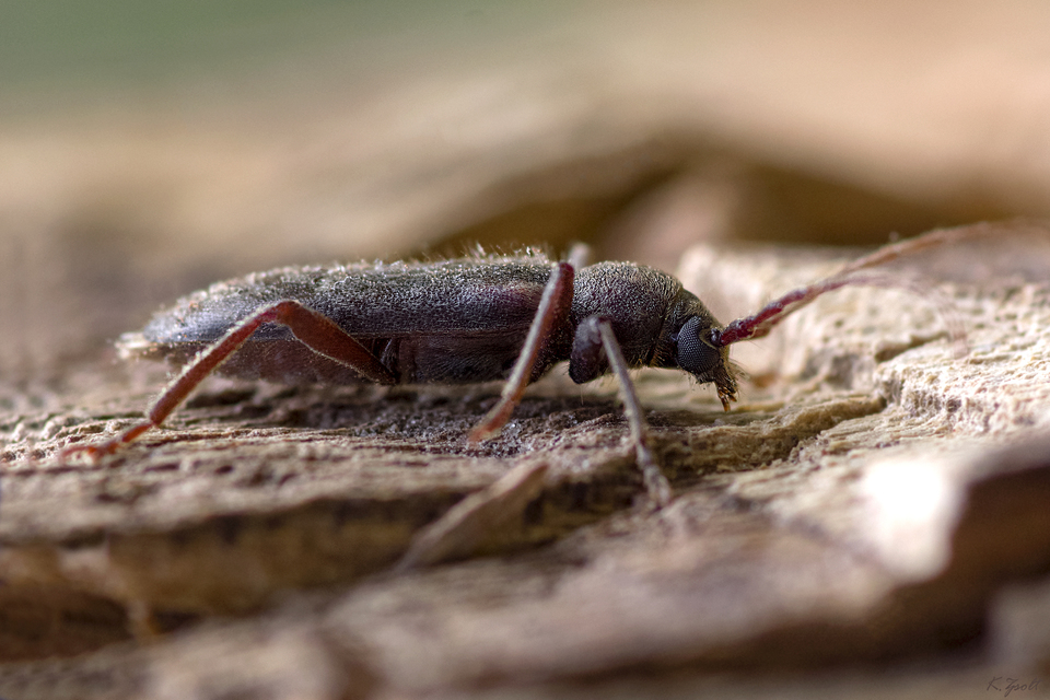 Trichoferus campestris - szállóvendég éjicincér