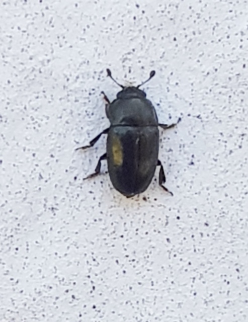 Meligethinae