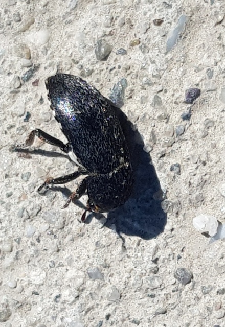 Dermestes laniarius - gyászos porva