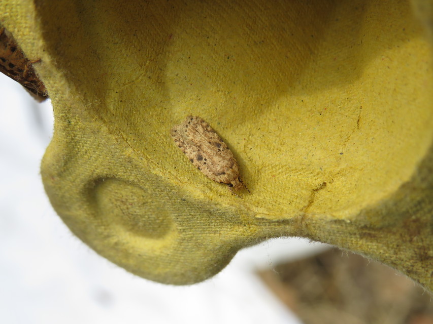 Agonopterix arenella - ördögszem-laposmoly