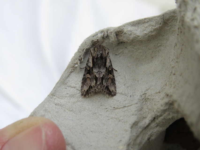 Chloantha hyperici - orbáncfű-sugarasbagoly