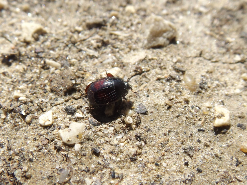 Margarinotus purpurascens - vöröslő sutabogár