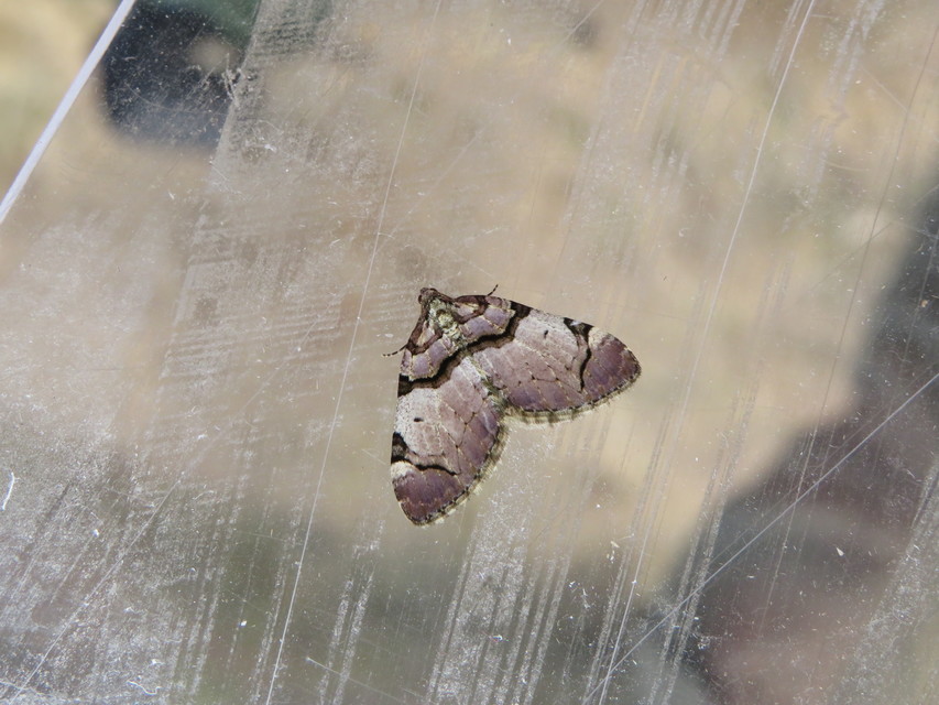 Anticlea derivata - vadrózsa-tarkaaraszoló