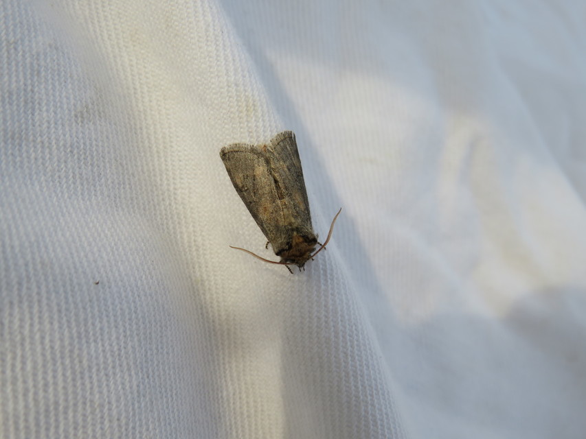 Asphalia ruficollis - vörösnyakú pihésszövő