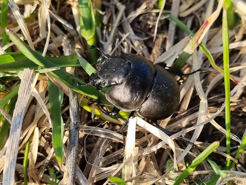 Lethrus apterus - nagyfejű csajkó