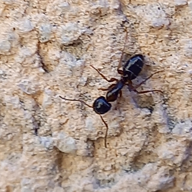 Camponotus fallax - ligeti lóhangya
