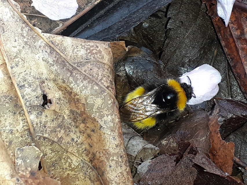 Bombus haematurus - mediterrán poszméh