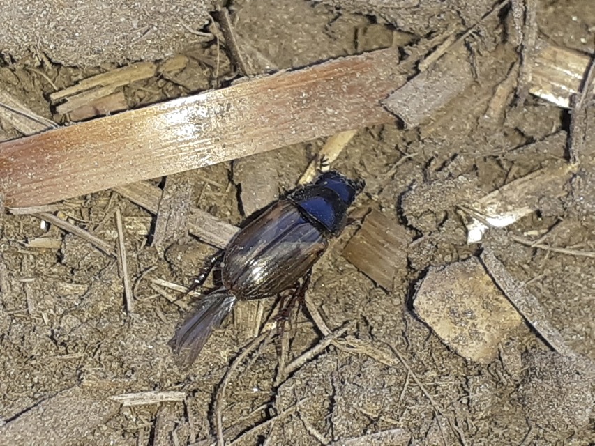 Aphodius prodromus - sárgalábú trágyabogár