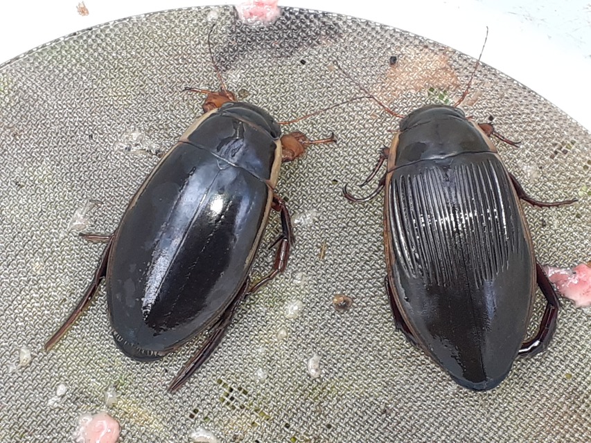 Dytiscus dimidiatus - tompacsípős csíkbogár