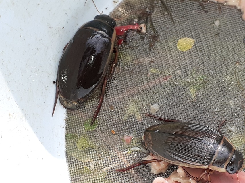 Dytiscus marginalis - szegélyes csíkbogár