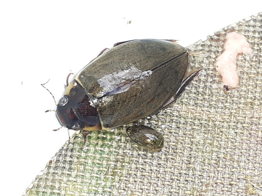 Colymbetes fuscus - gyakori recéscsíkbogár