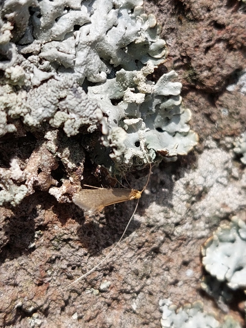 Nematopogon