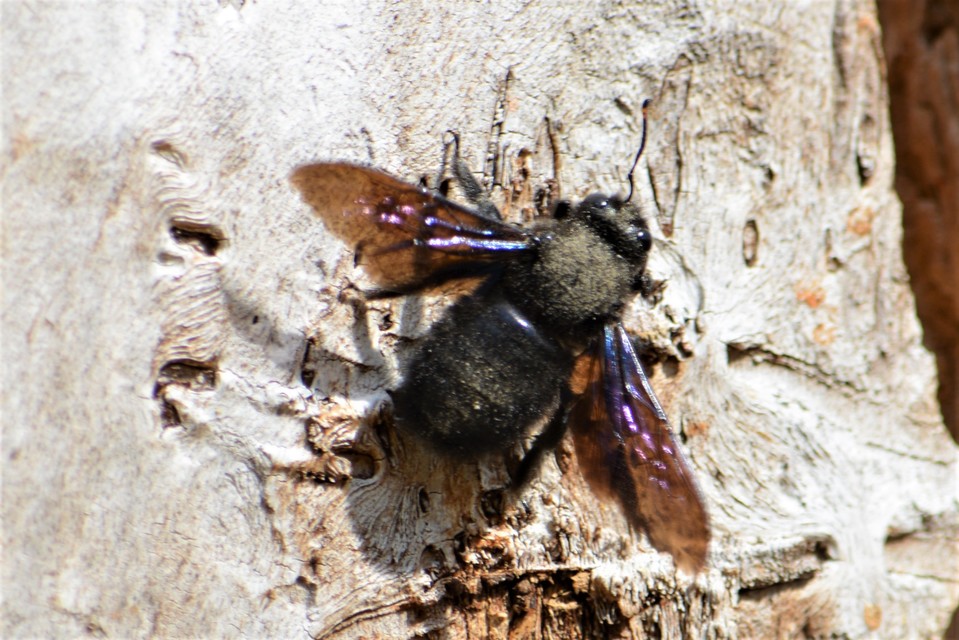 Xylocopa violacea - kék fadongó